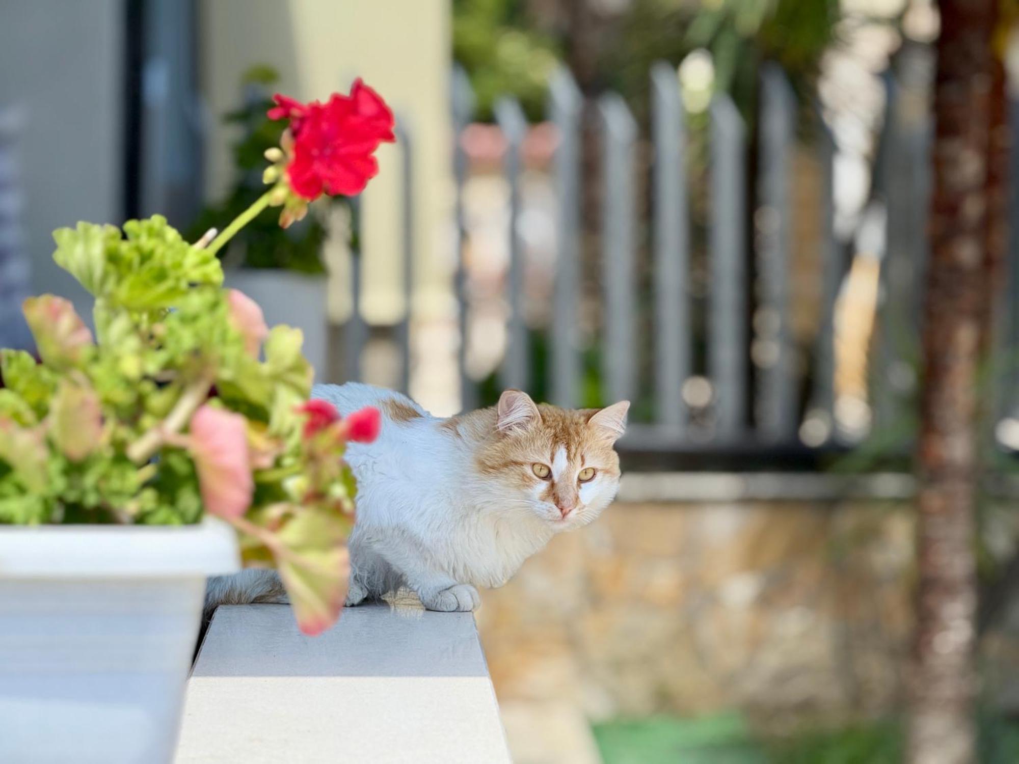 Villa Ida Apartments Vlorë Εξωτερικό φωτογραφία